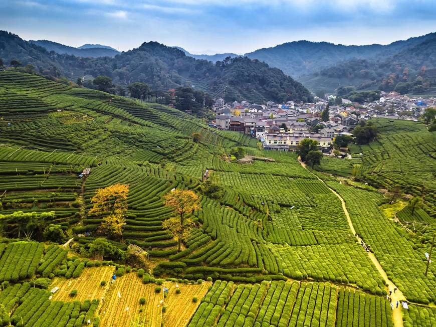 Meijiawu tea farm.jpg